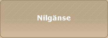 Nilgnse